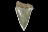 Fossil Mako Shark Tooth - South Carolina #128763-1